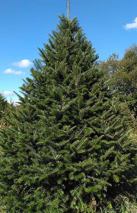 balsum fir christmas tree