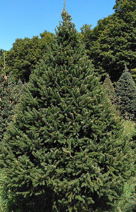 white spruce christmas tree